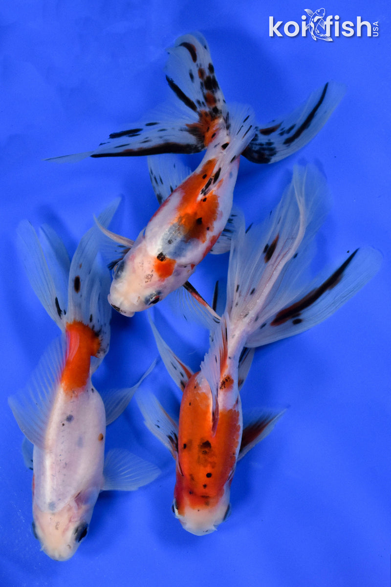 Exact Fish - Lot of (3) 4-6" Fantail Goldfish