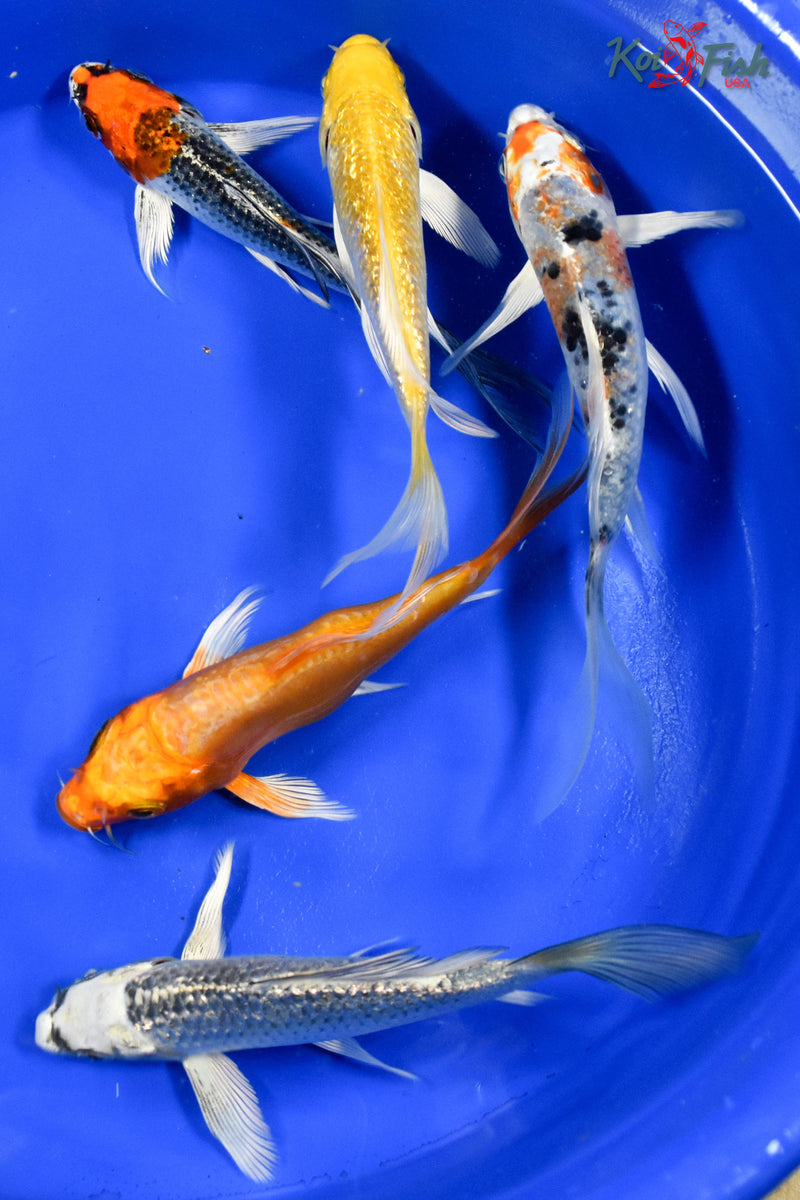 Lot of (5) 4-5" Assorted Butterfly Koi