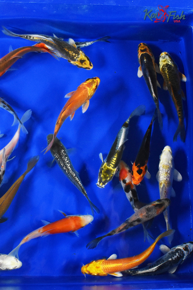 (5) ASSORTED 3-4" KOI