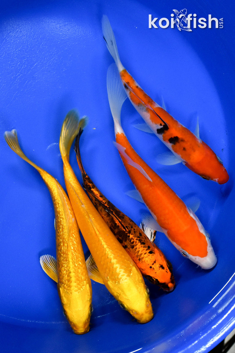 EXACT FISH - LOT OF (5) ASSORTED 5-6" STANDARD KOI