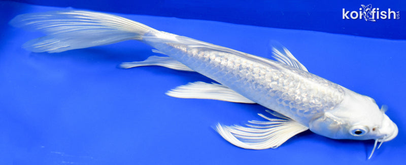 9" GINRIN PLATINUM OGON BUTTERFLY