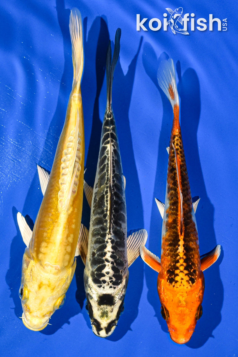 Pack of (3) 6-7" Standard Koi