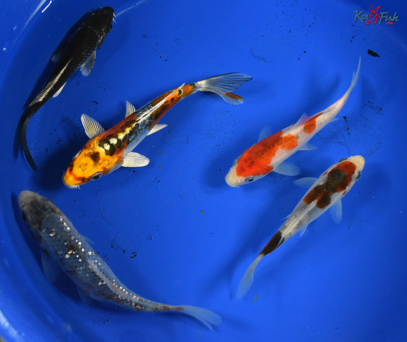 KOI PACK