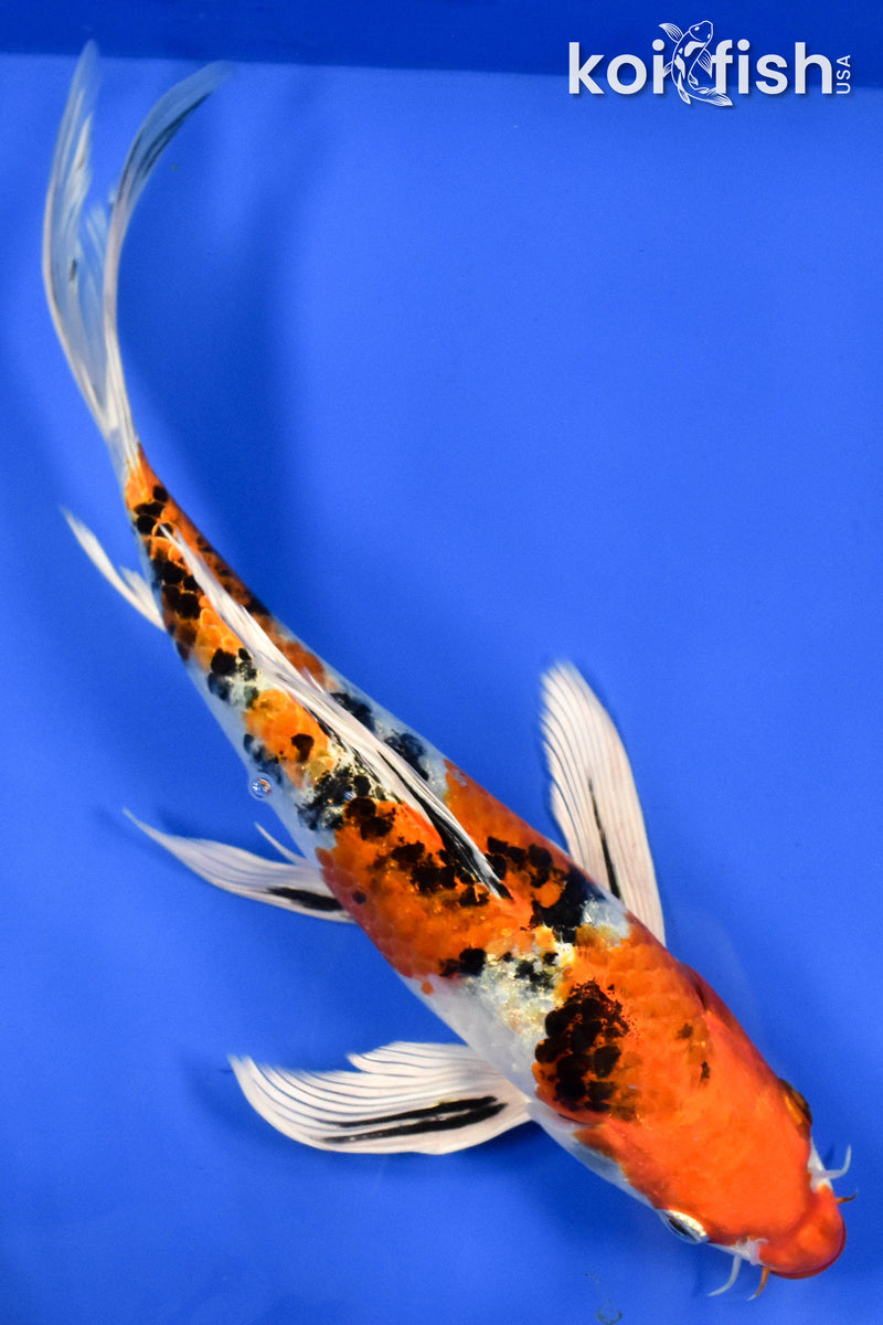 9.5" YAMATO NISHIKI BUTTERFLY