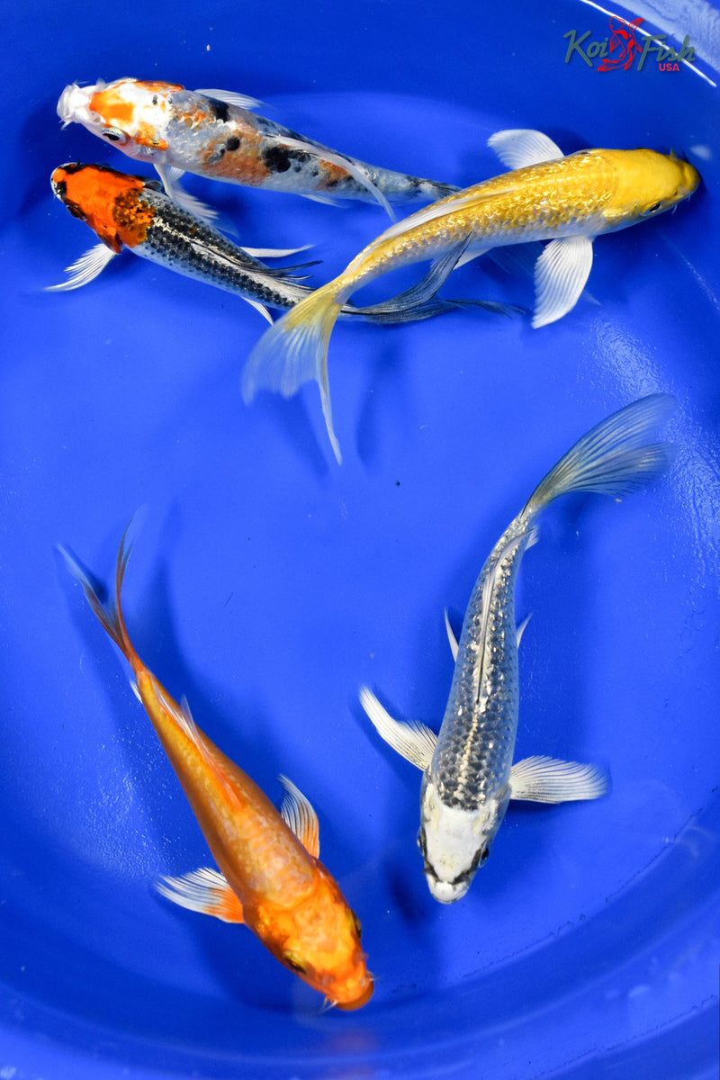 Lot of (5) 4-5" Assorted Butterfly Koi