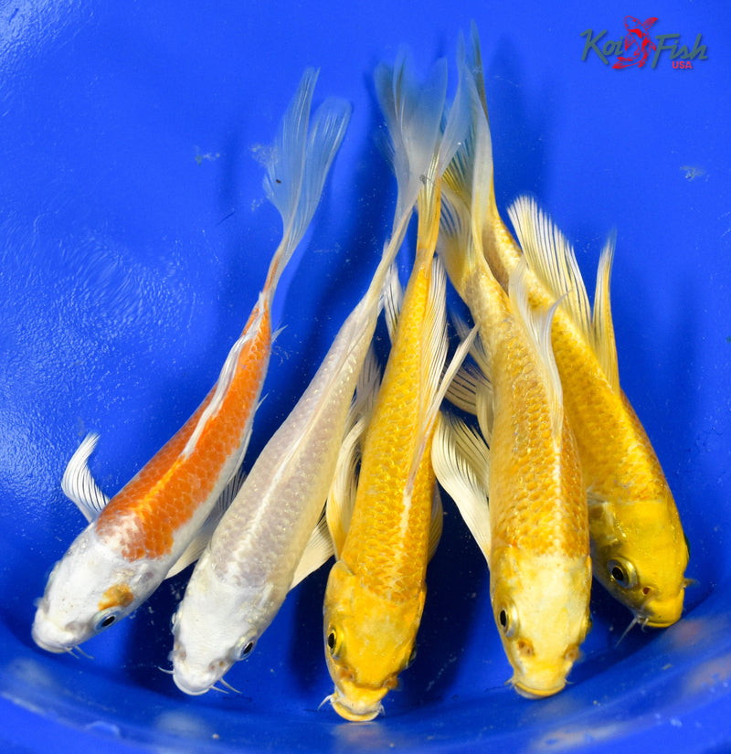 LOT OF (5) 4-5" ASSORTED BUTTERFLY KOI