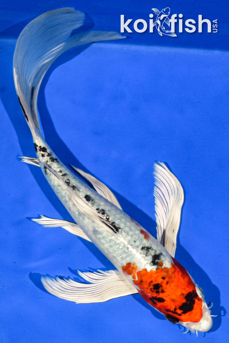 9.5" YAMATO NISHIKI BUTTERFLY