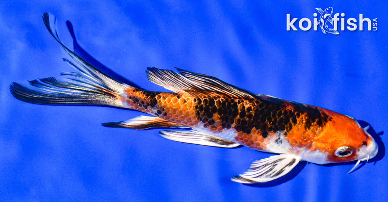 5.5" YAMATO NISHIKI BUTTERFLY