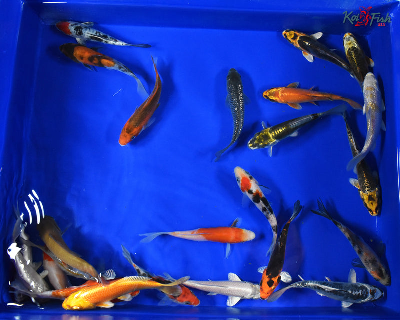 (5) ASSORTED 3-4" KOI