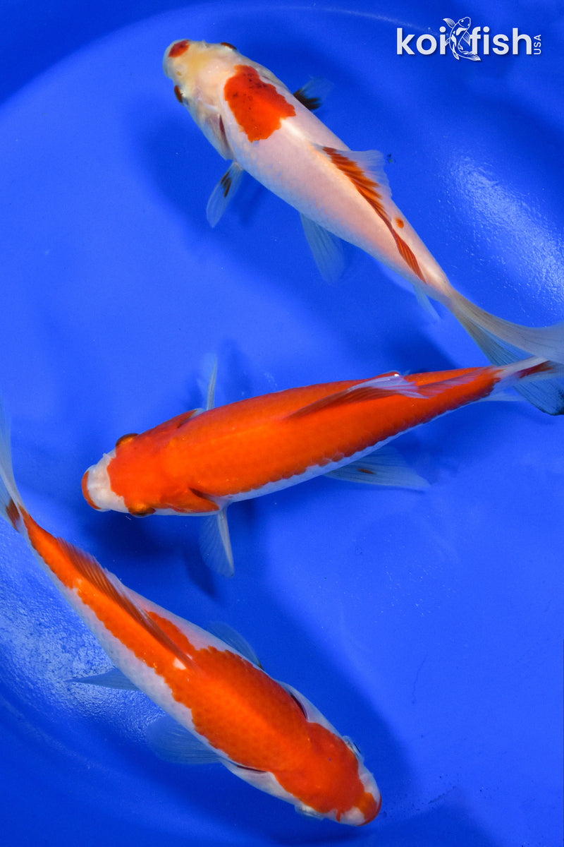 EXACT FISH - LOT OF (3) 6-7" SARASA GOLDFISH