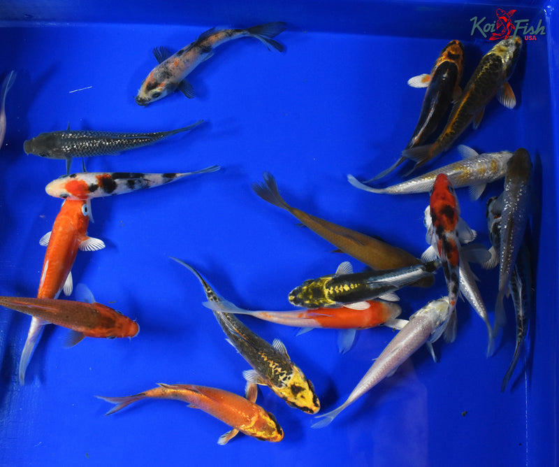 (5) ASSORTED 3-4" KOI