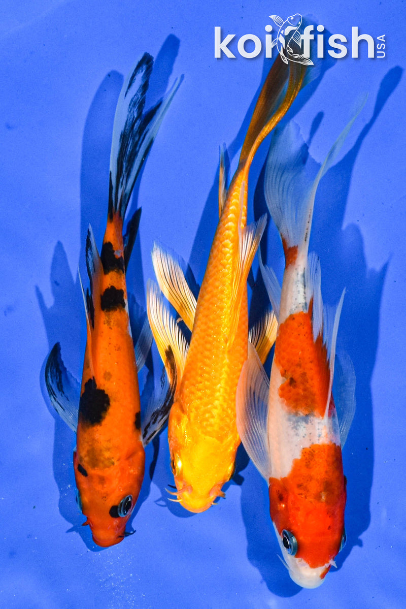 PACK OF (3) 5" BUTTERFLY KOI