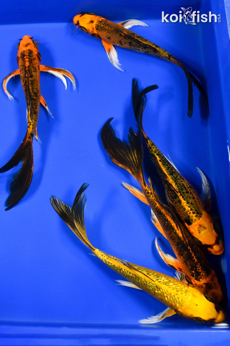 LOT OF (5) ASSORTED 7-8" MATSUBA BUTTERFLY KOI