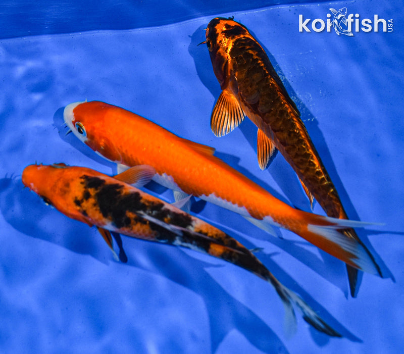 PACK OF (3) 5-6" STANDARD KOI