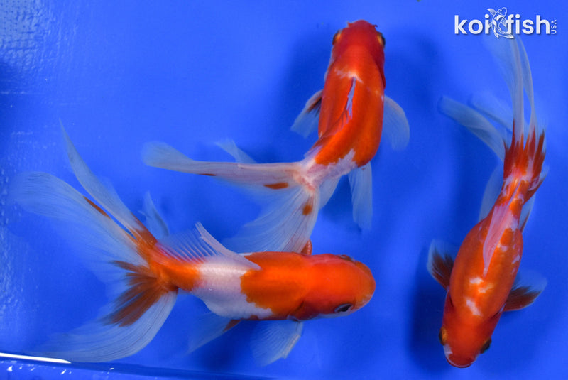 EXACT FISH - LOT OF (3) 4-6" FANTAIL GOLDFISH