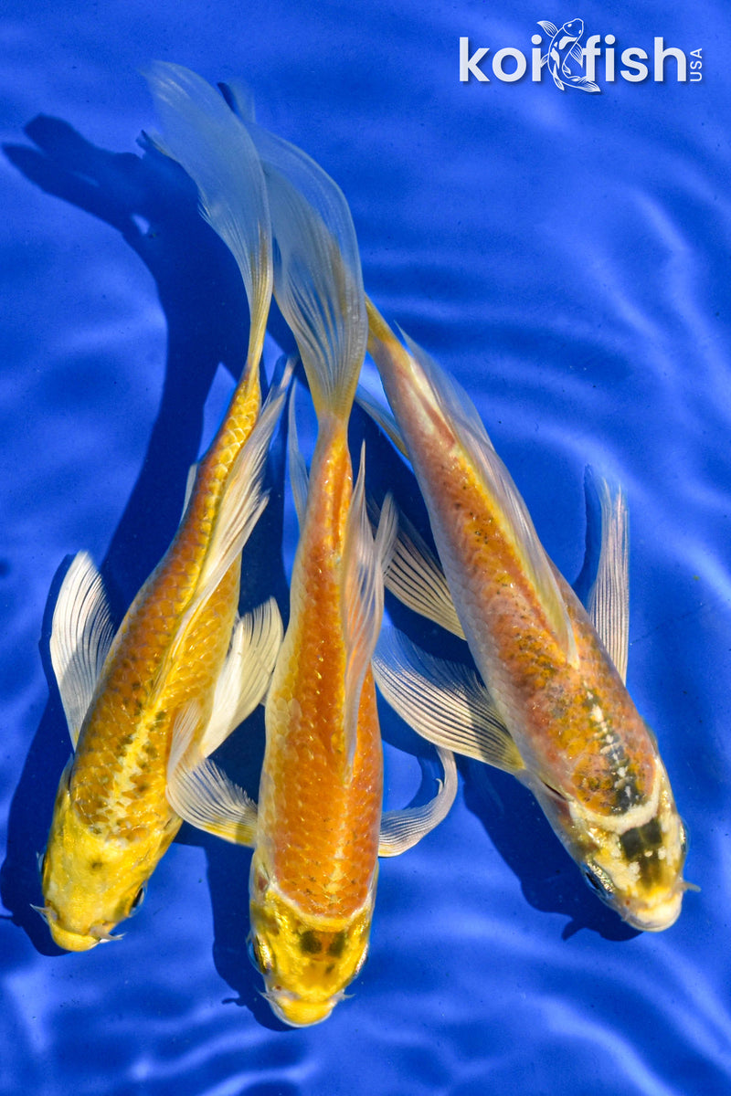 (3) 6" BUTTERFLY KOI