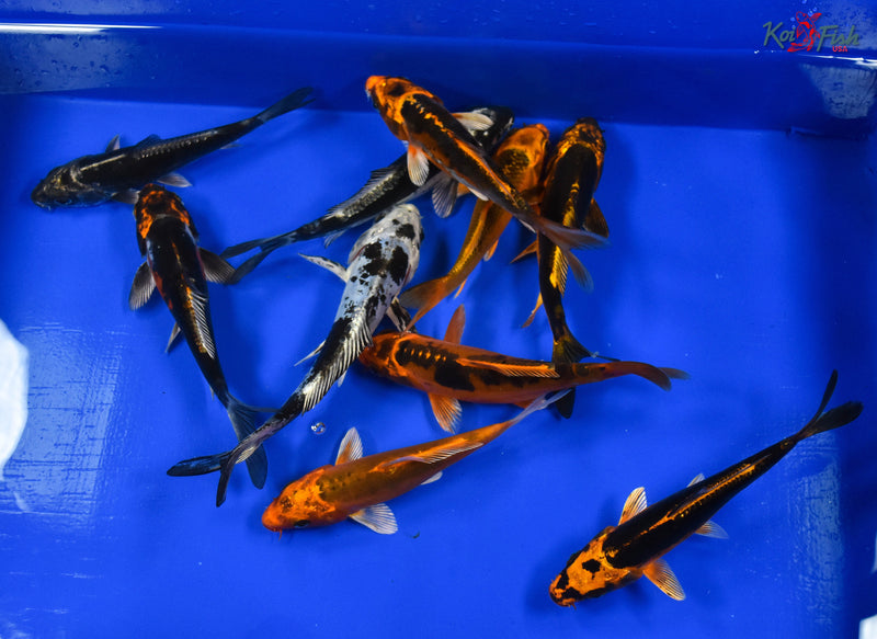 LOT OF (10) 5-6" ASSORTED KOI