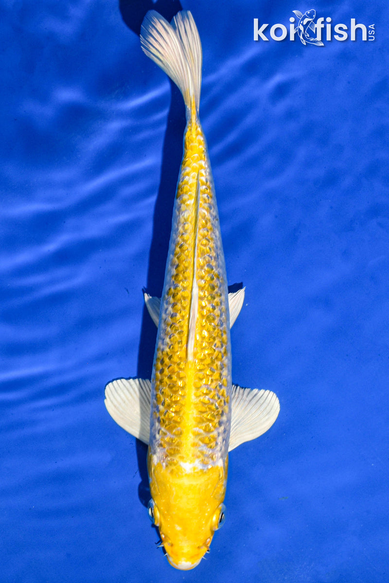 9.5" GINRIN HARIWAKE