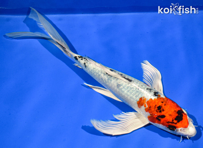 9.5" YAMATO NISHIKI BUTTERFLY