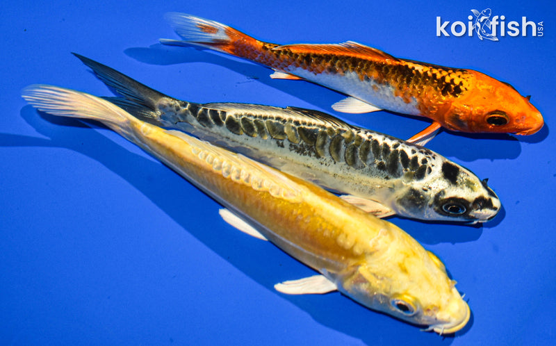 Pack of (3) 6-7" Standard Koi