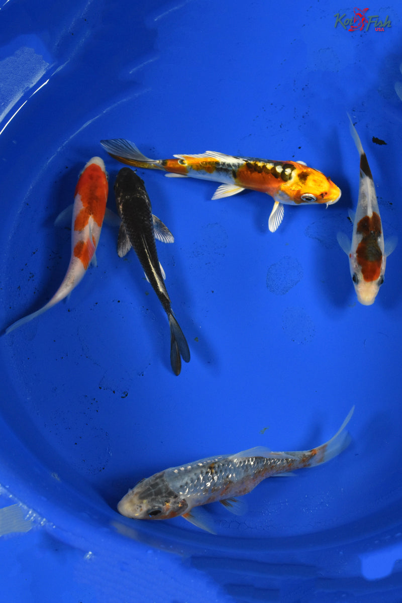 KOI PACK