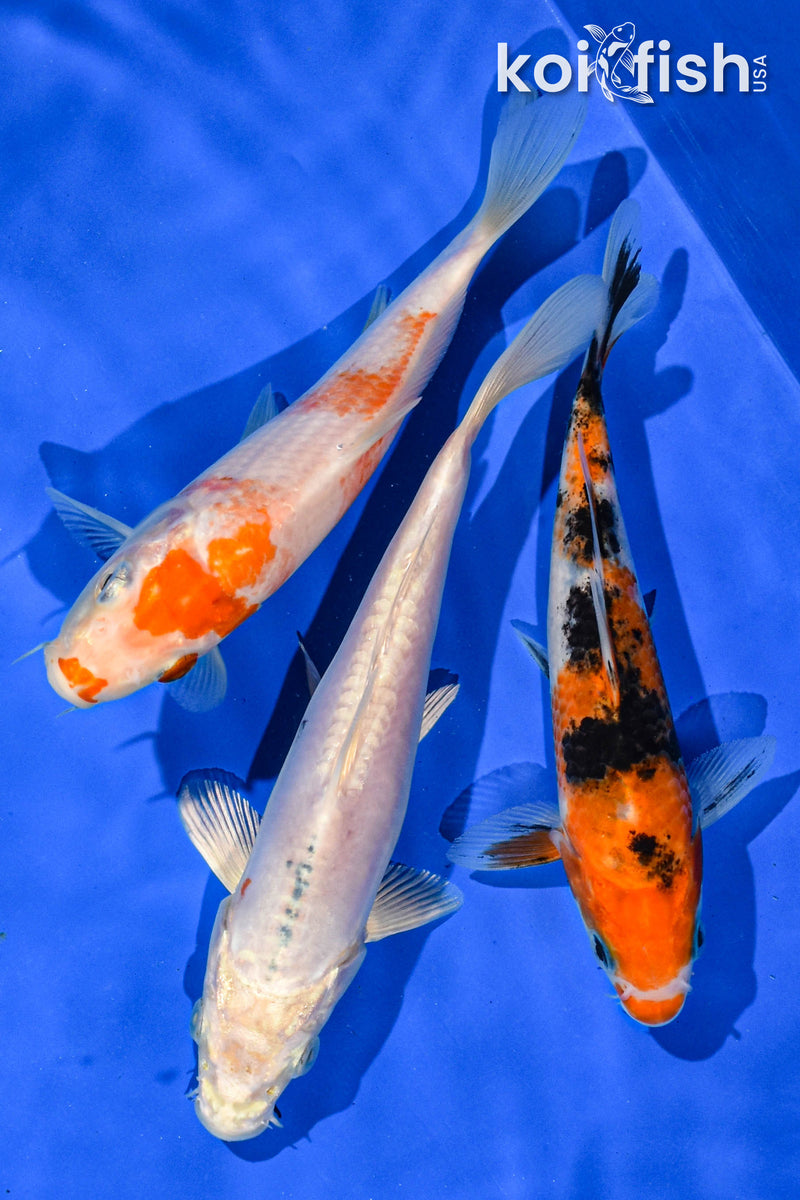 PACK OF (3) 6-7" STANDARD KOI