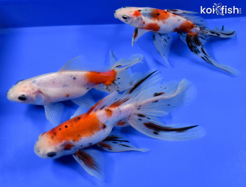 Exact Fish - Lot of (3) 4-6" Fantail Goldfish