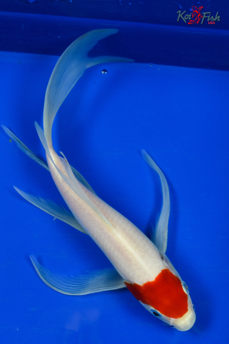 9.5" TANCHO KOHAKU BUTTERFLY