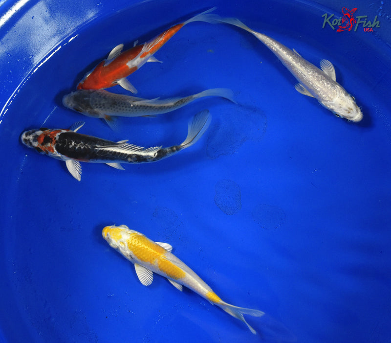 KOI PACK