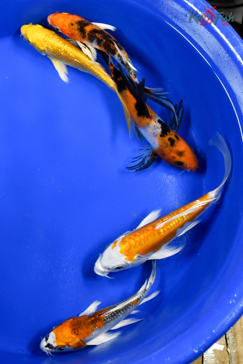 Lot of (5) 4-5" Assorted Butterfly Koi