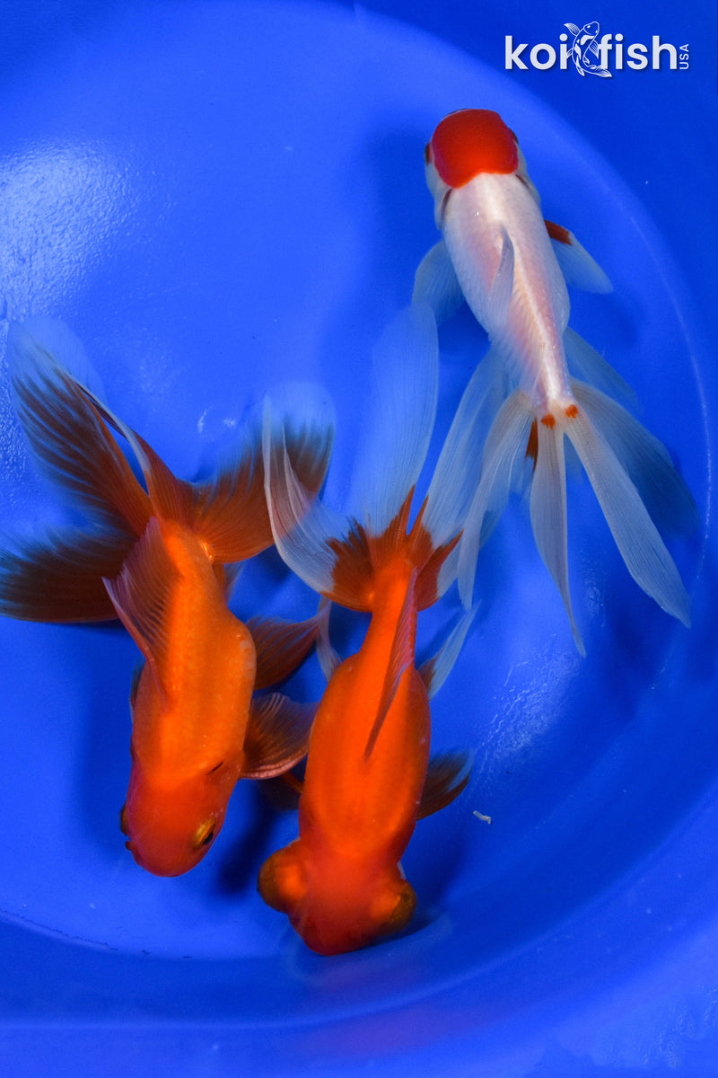 EXACT FISH - LOT OF (3) 5" FANTAIL GOLDFISH