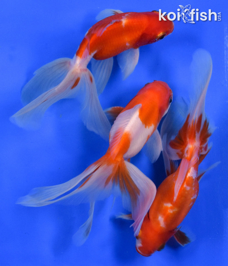 EXACT FISH - LOT OF (3) 4-6" FANTAIL GOLDFISH