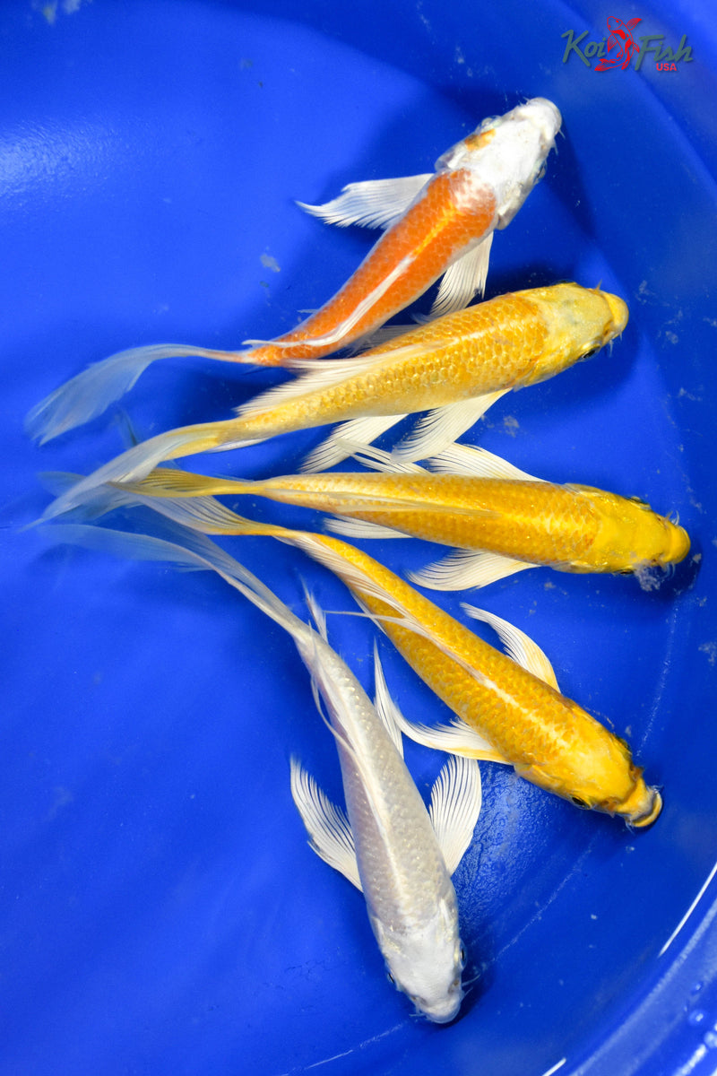 LOT OF (5) 4-5" ASSORTED BUTTERFLY KOI