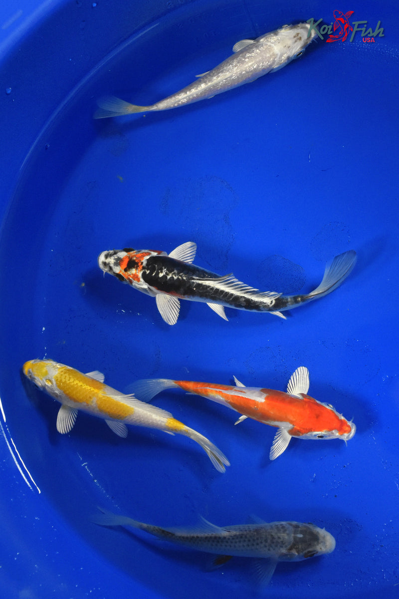 KOI PACK