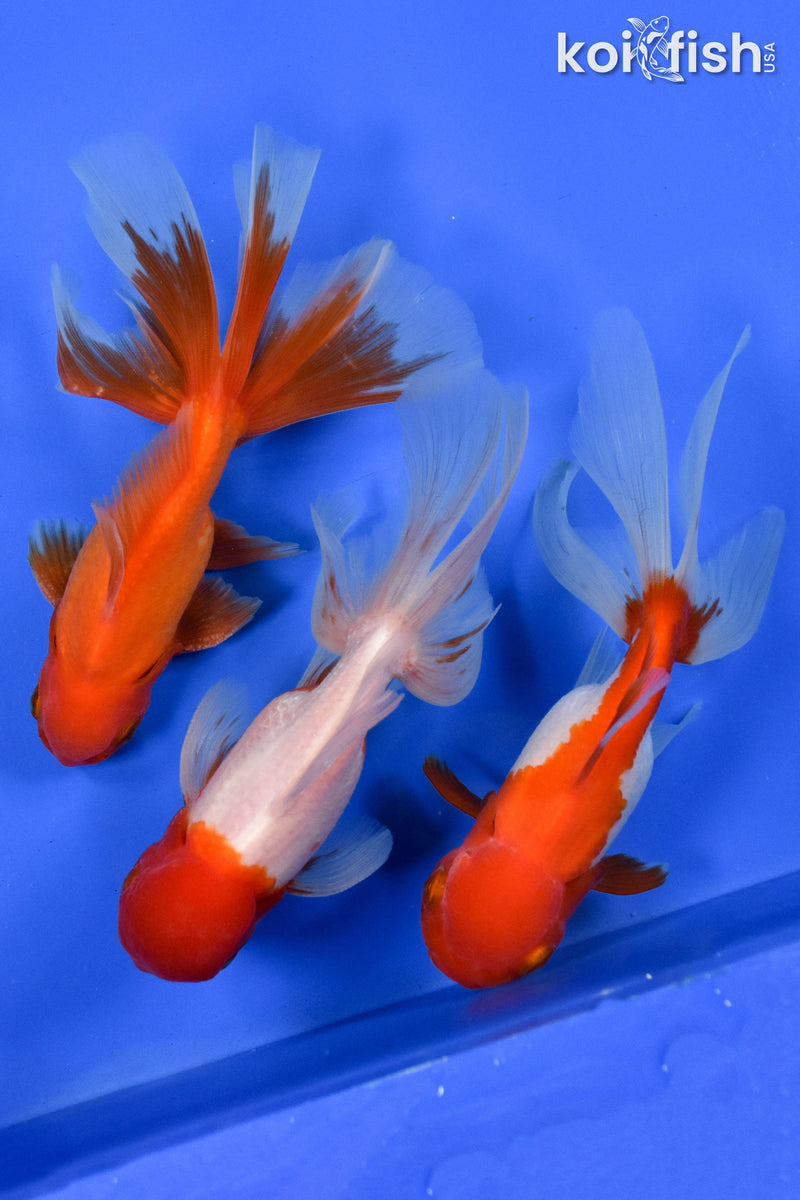 EXACT FISH - LOT OF (3) 5-6" FANTAIL GOLDFISH