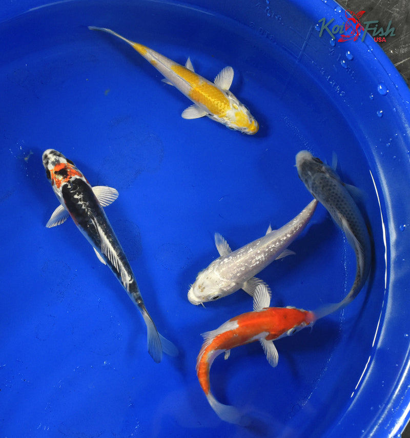 KOI PACK