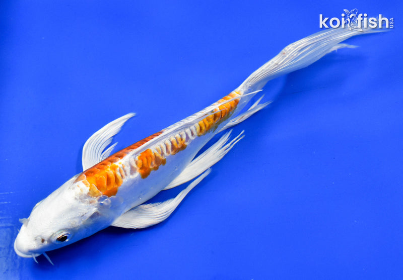 9" KIKUSUI BUTTERFLY