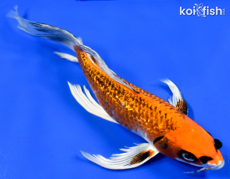 9" GINRIN ORENJI MATSUBA BUTTERFLY