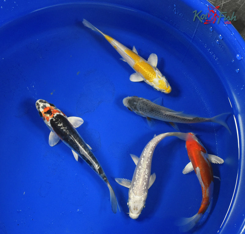 KOI PACK