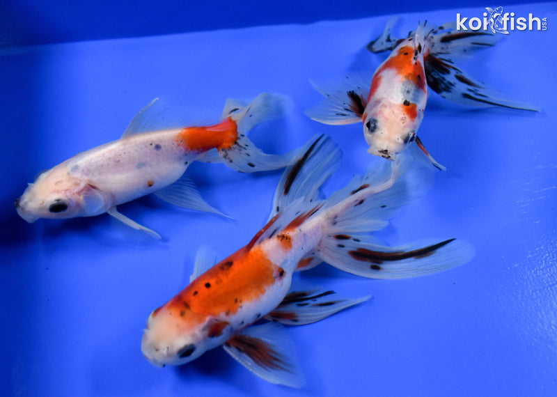 Exact Fish - Lot of (3) 4-6" Fantail Goldfish