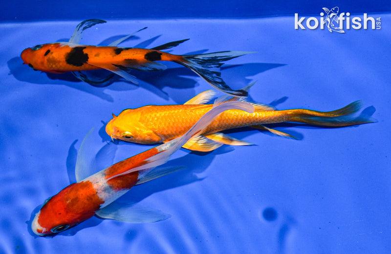 PACK OF (3) 5" BUTTERFLY KOI