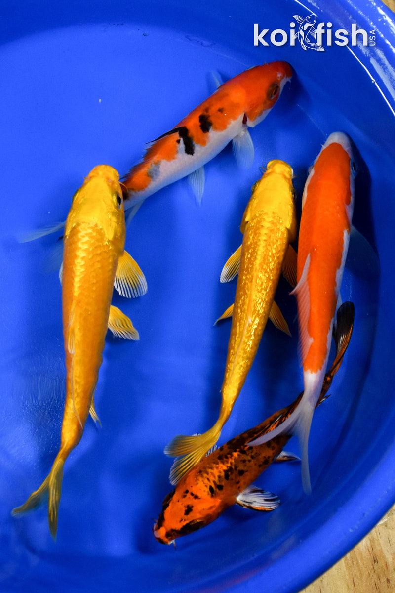 EXACT FISH - LOT OF (5) ASSORTED 5-6" STANDARD KOI