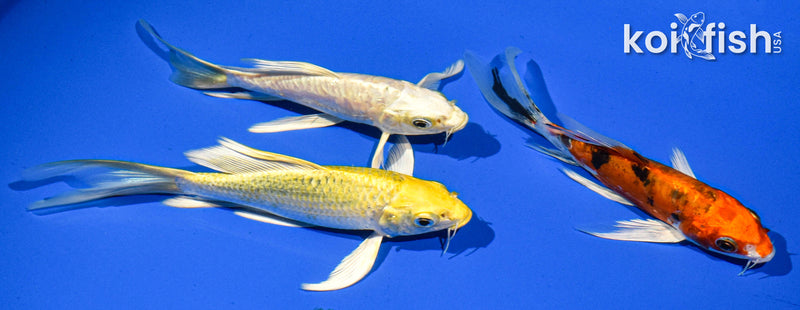 PACK OF (3) 6" BUTTERFLY KOI