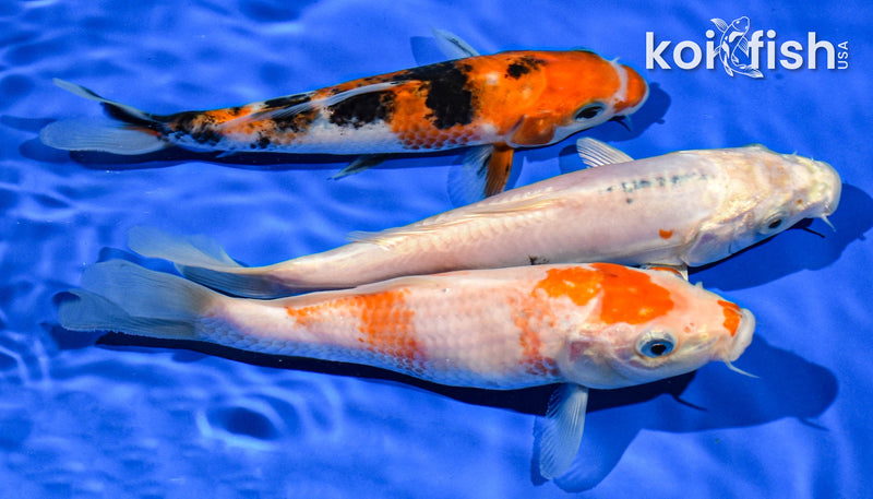 PACK OF (3) 6-7" STANDARD KOI