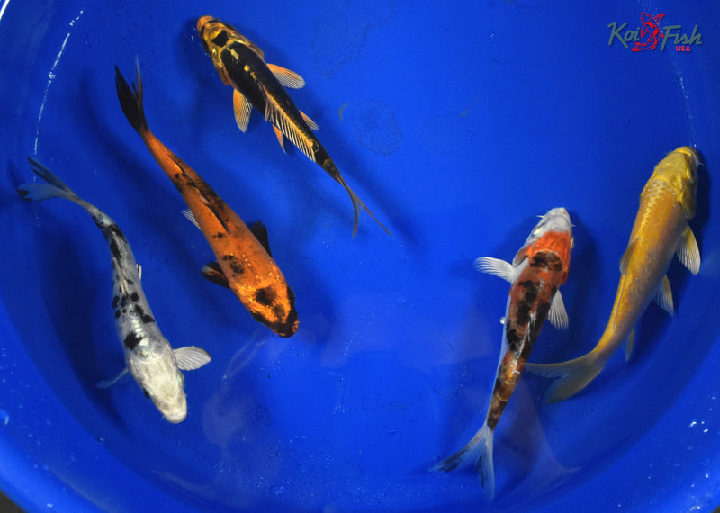 KOI PACK