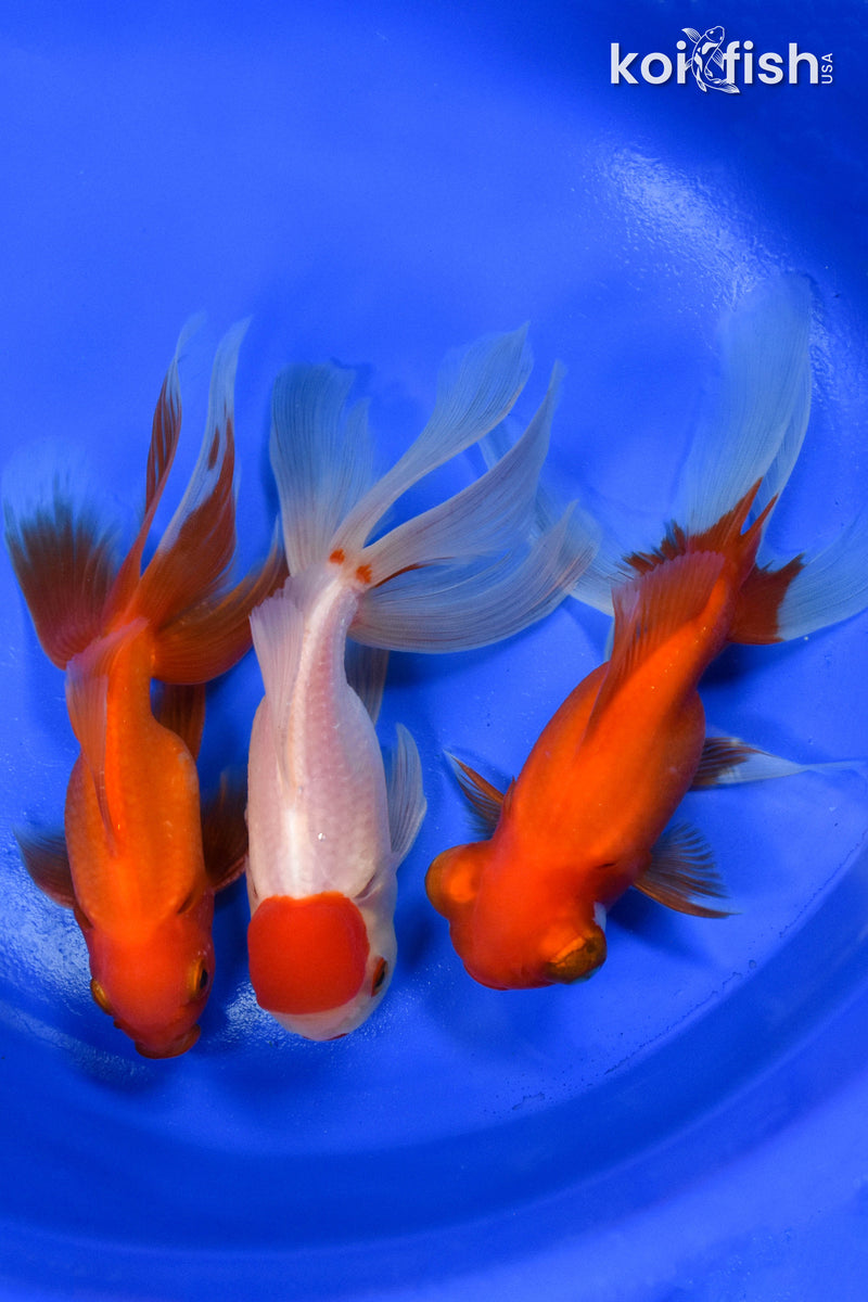 EXACT FISH - LOT OF (3) 5" FANTAIL GOLDFISH