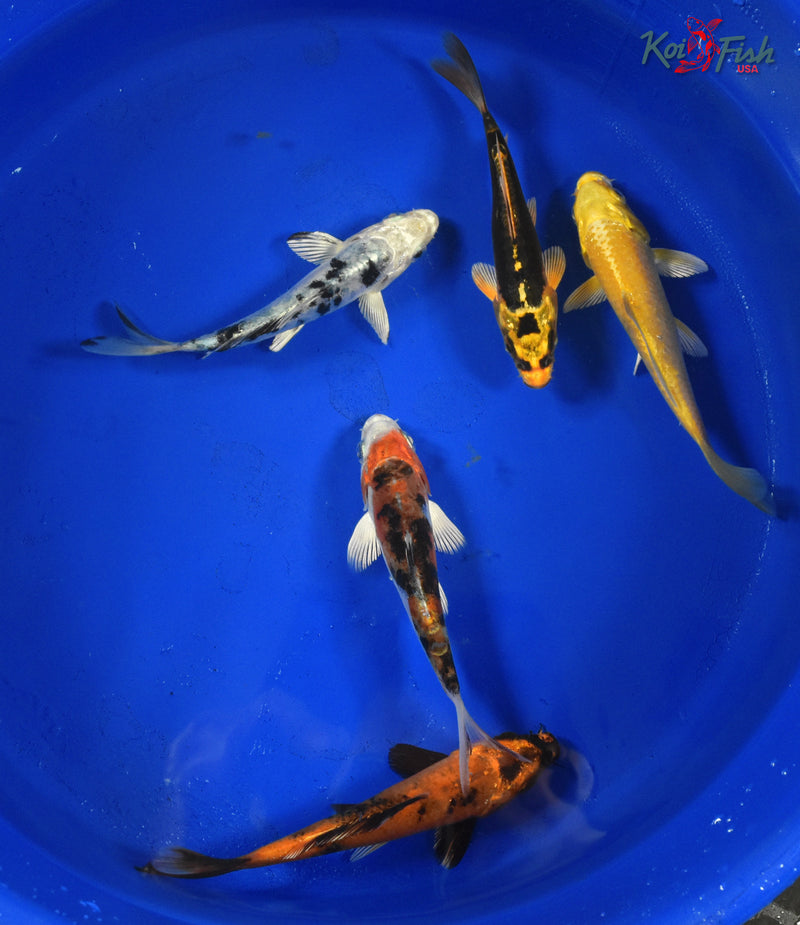 KOI PACK