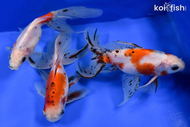 Exact Fish - Lot of (3) 4-6" Fantail Goldfish