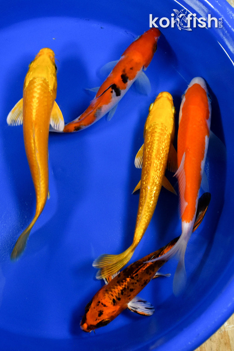 EXACT FISH - LOT OF (5) ASSORTED 5-6" STANDARD KOI