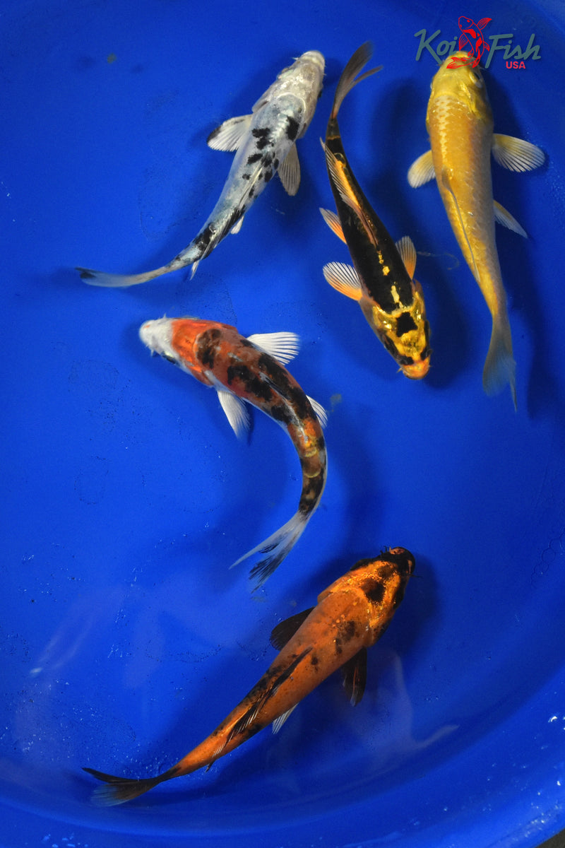 KOI PACK